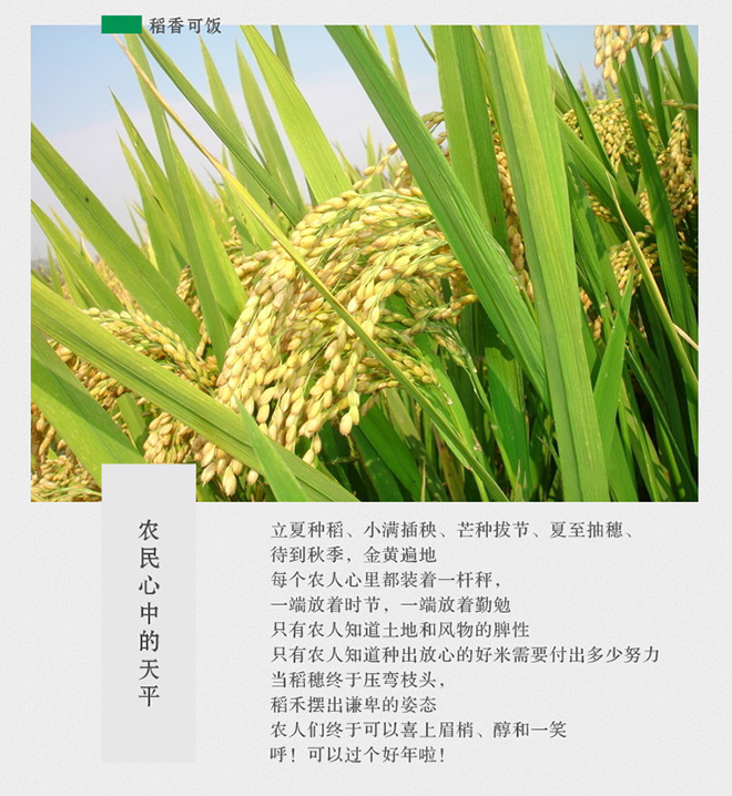 小饭围创意文案——一粒有态度的大米,每天都在认真生活!